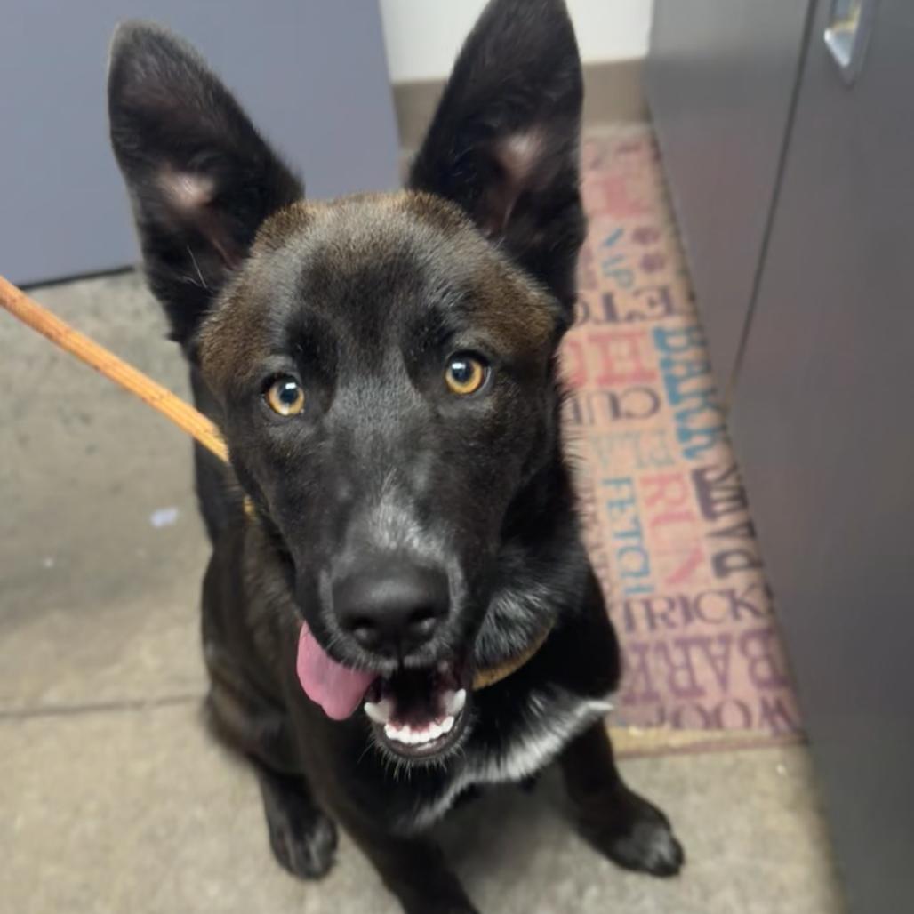 Xerxes, Adoptable, Puppy Male German Shepherd Dog.