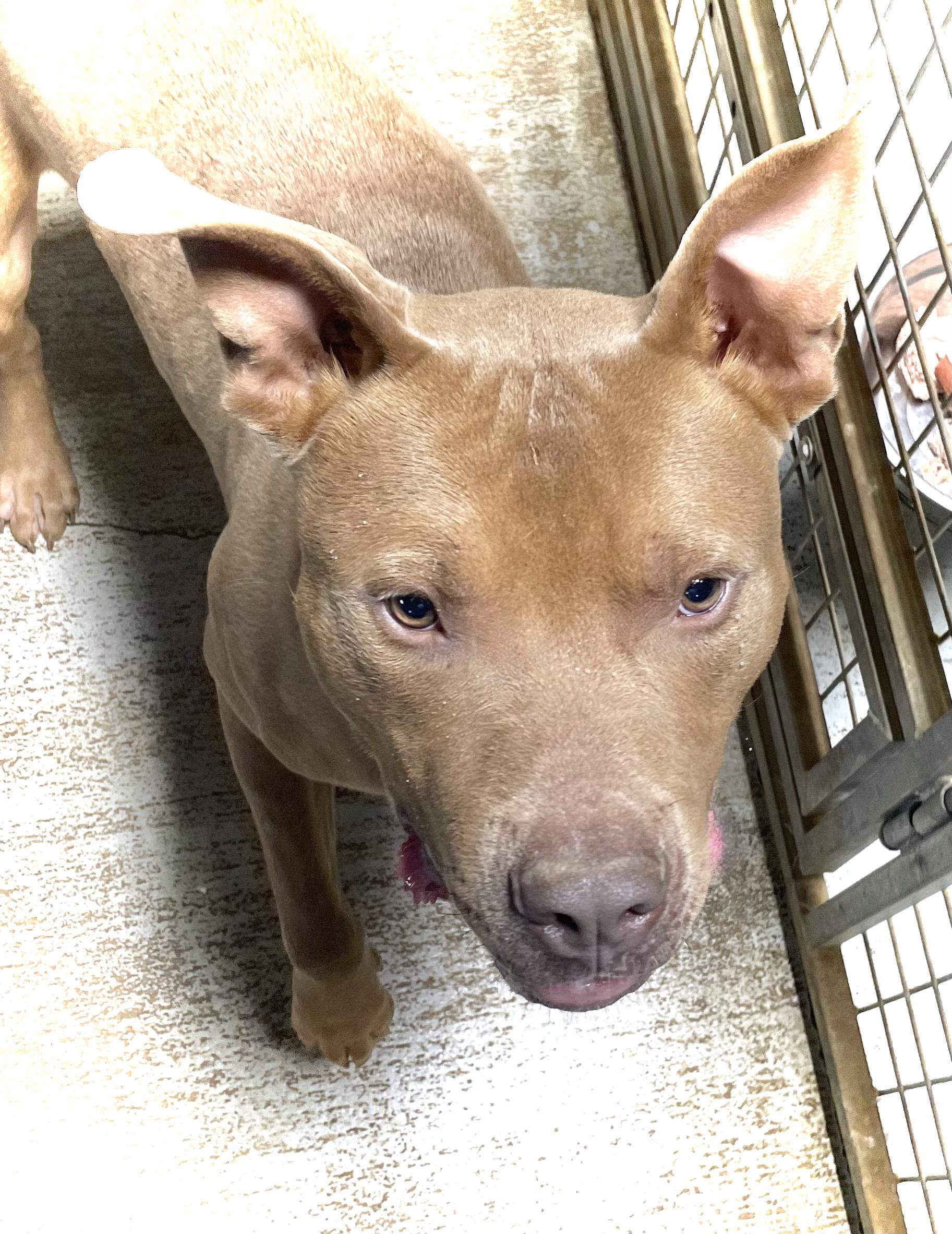 RUDY THE RED NOSED PITBULL