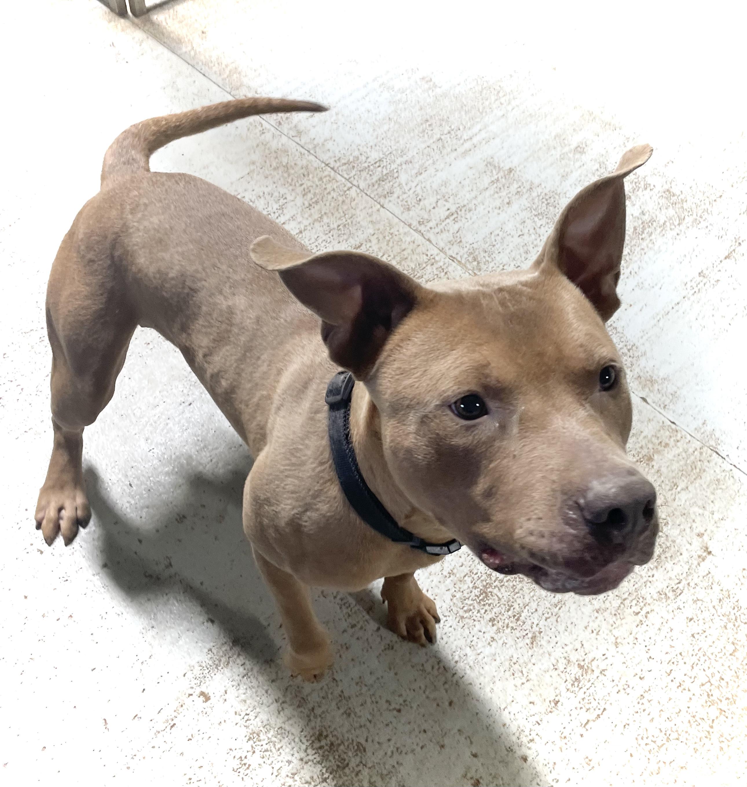 RUDY THE RED NOSED PITBULL, a Adoptable mixed breed in Headland, AL image 2/3