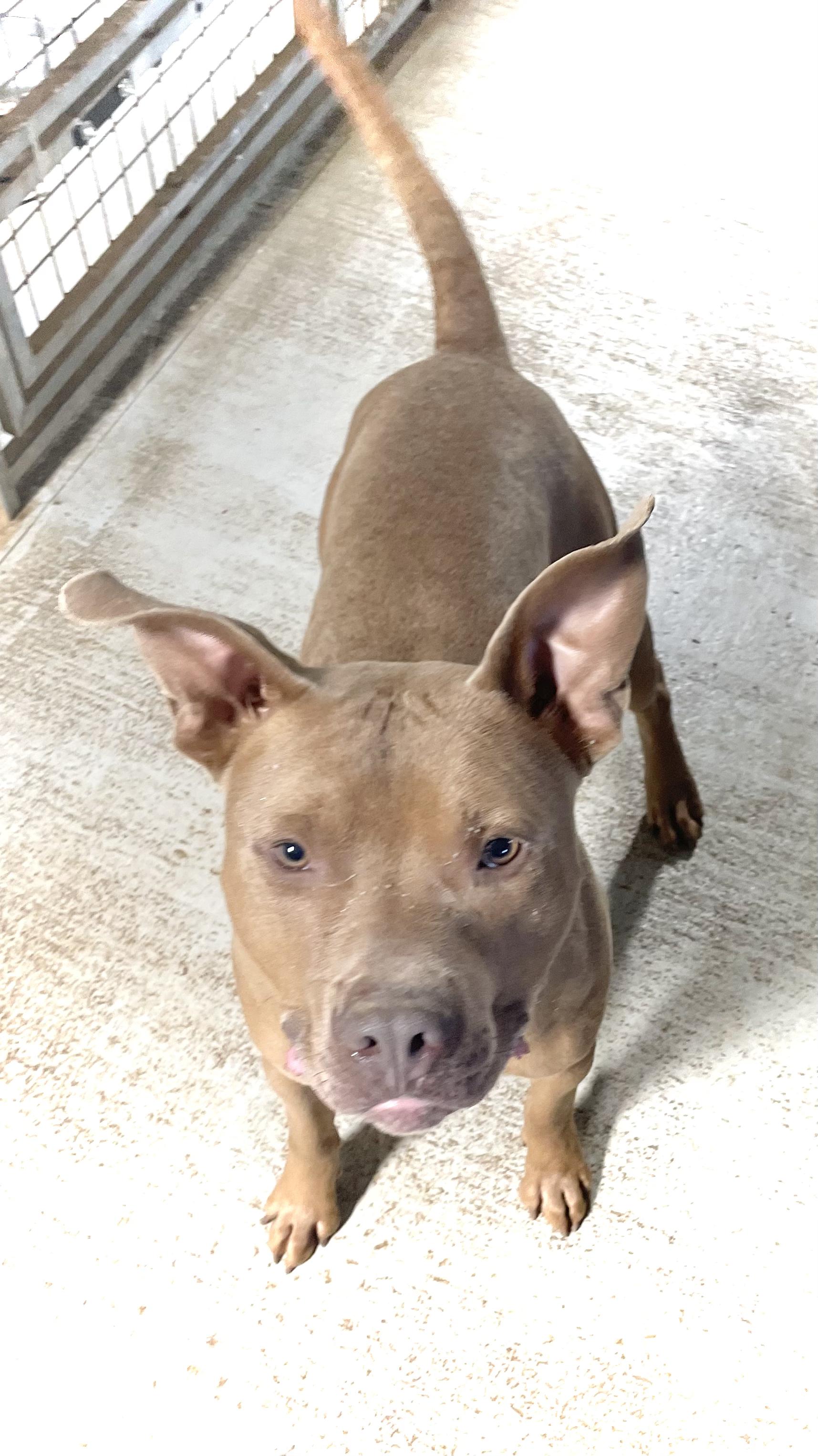 RUDY THE RED NOSED PITBULL, a Adoptable mixed breed in Headland, AL image 3/3