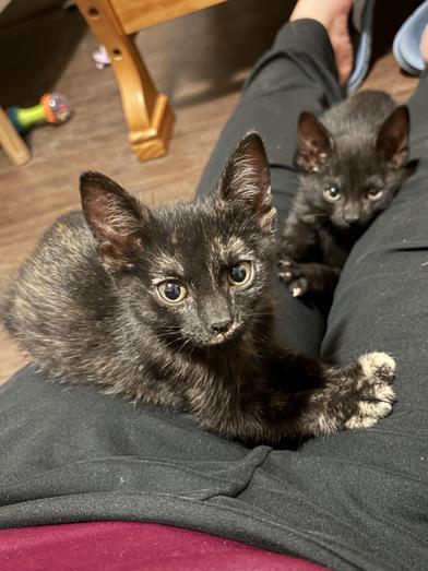 Sable, adopted, Kitten Female Domestic Medium Hair.