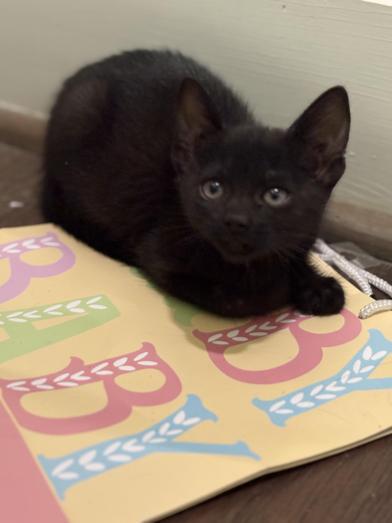 Enlarge Sable, an adopted Domestic Medium Hair in BRATTLEBORO, VT image 2/6