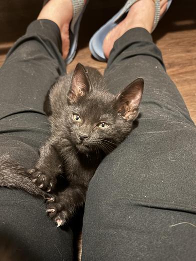 Enlarge Sable, an adopted Domestic Medium Hair in BRATTLEBORO, VT image 3/6