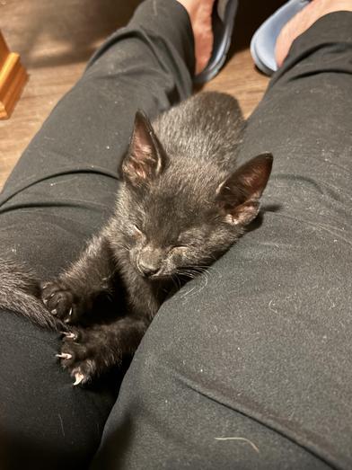 Enlarge Sable, an adopted Domestic Medium Hair in BRATTLEBORO, VT image 4/6
