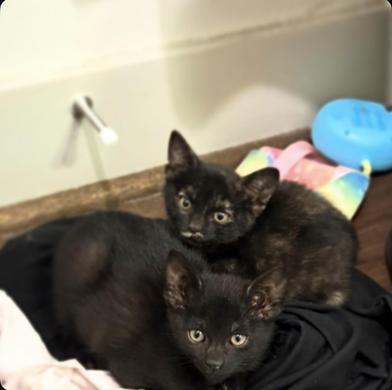 Enlarge Sable, an adopted Domestic Medium Hair in BRATTLEBORO, VT image 5/6