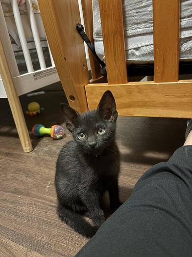 Enlarge Sable, an adopted Domestic Medium Hair in BRATTLEBORO, VT image 6/6