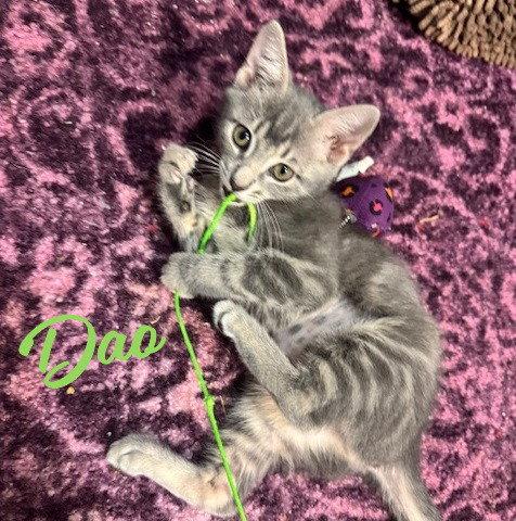 Enlarge Dao #sister-of-Mekha, a Adopted mixed breed in Houston, TX image 2/3