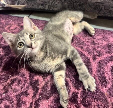 Enlarge Dao #sister-of-Mekha, a Adopted mixed breed in Houston, TX image 3/3