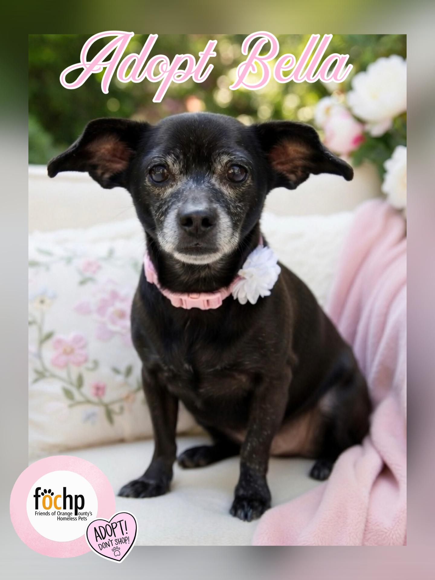 Enlarge Bella, a Adopted Dachshund in Orange, CA image 1/1