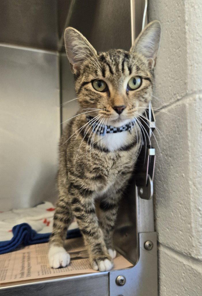 CA 115 Purrlock Holmes, Adoptable, Young Female Domestic Short Hair.