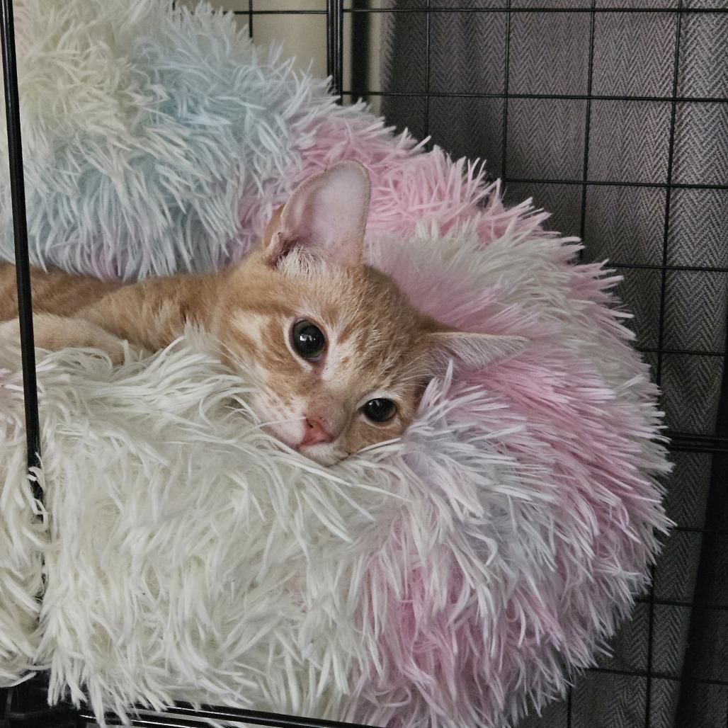 Orenji, Adoptable, Young Male Domestic Short Hair.