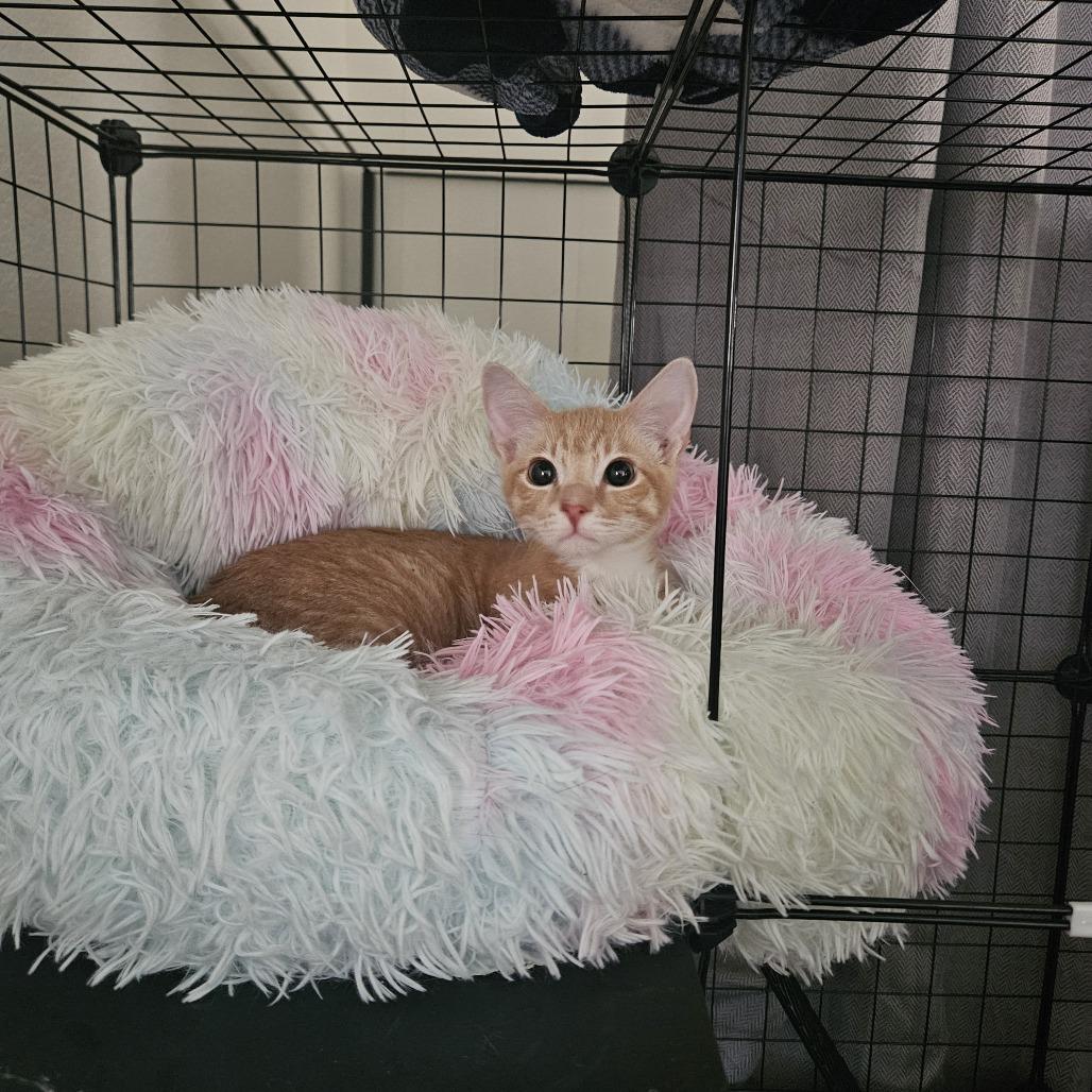 Orenji, a Adoptable Domestic Short Hair in Costa Mesa, CA image 2/4