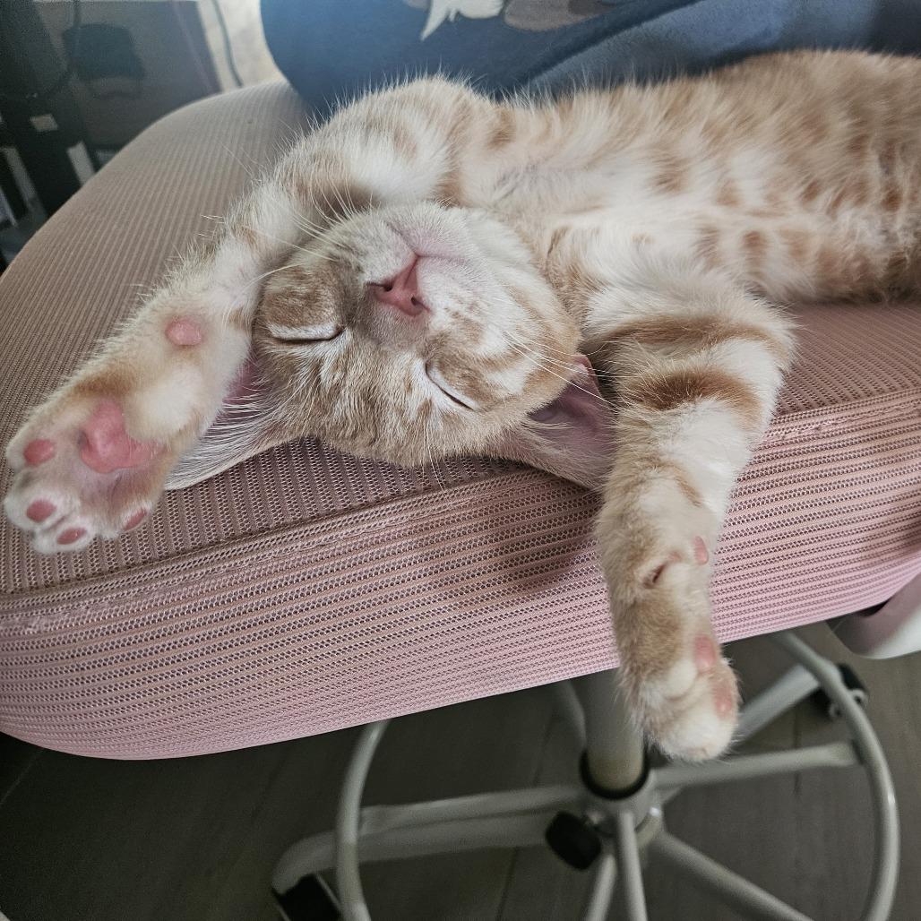Orenji, a Adoptable Domestic Short Hair in Costa Mesa, CA image 3/4