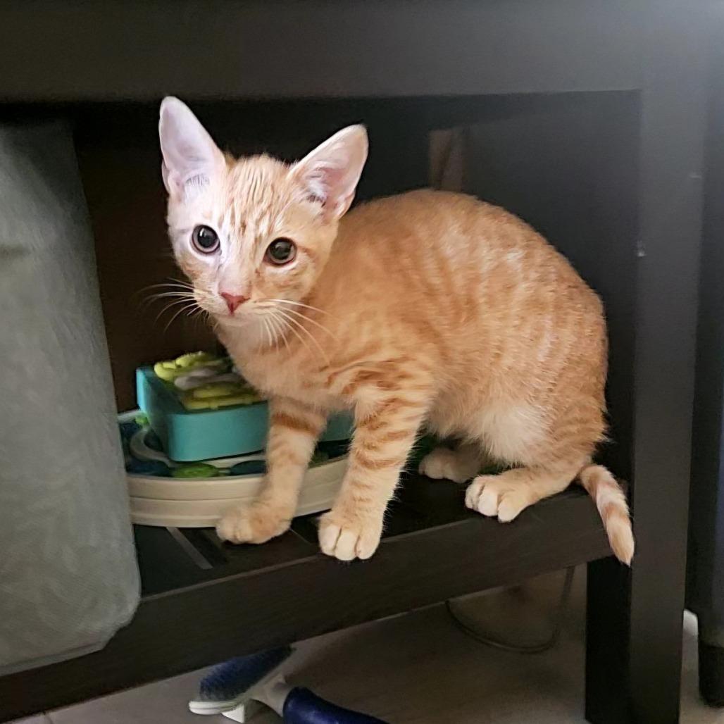 Orenji, a Adoptable Domestic Short Hair in Costa Mesa, CA image 4/4