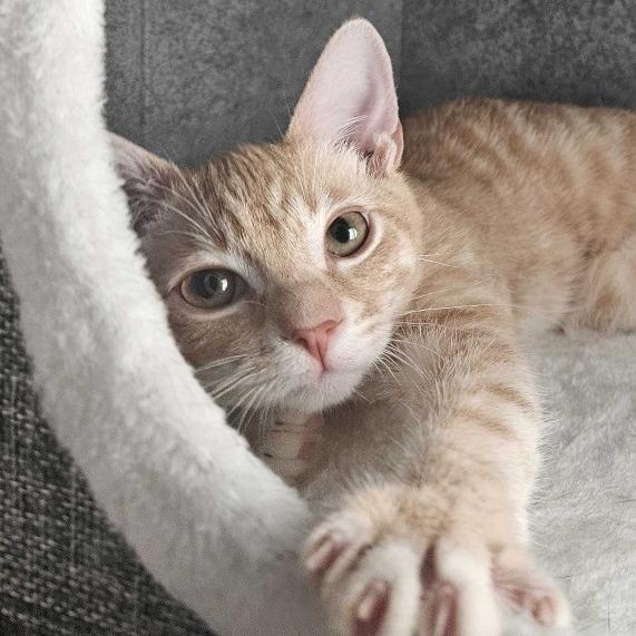Orenji, a Adoptable Domestic Short Hair in Costa Mesa, CA image 6/6