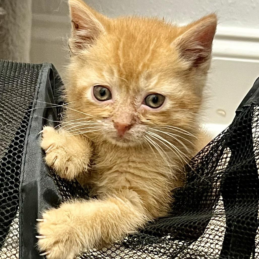 Butterscotch, Adoptable, Kitten Male Domestic Short Hair.