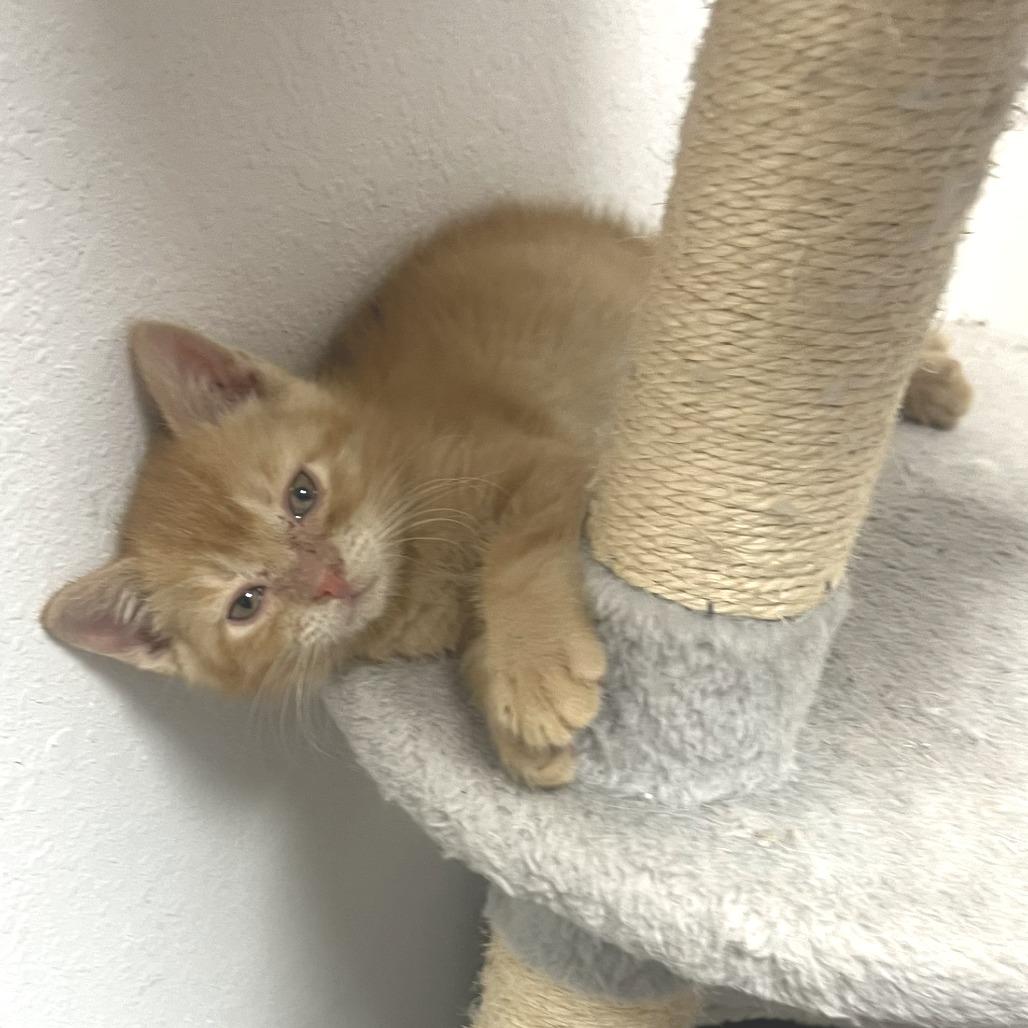 Enlarge Butterscotch, a Adoptable Domestic Short Hair in Chattanooga, TN image 3/4