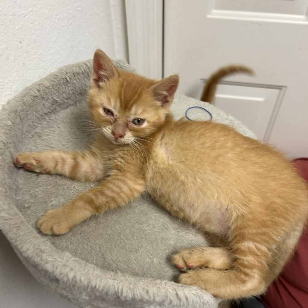 Enlarge Butterscotch, a Adoptable Domestic Short Hair in Chattanooga, TN image 4/4