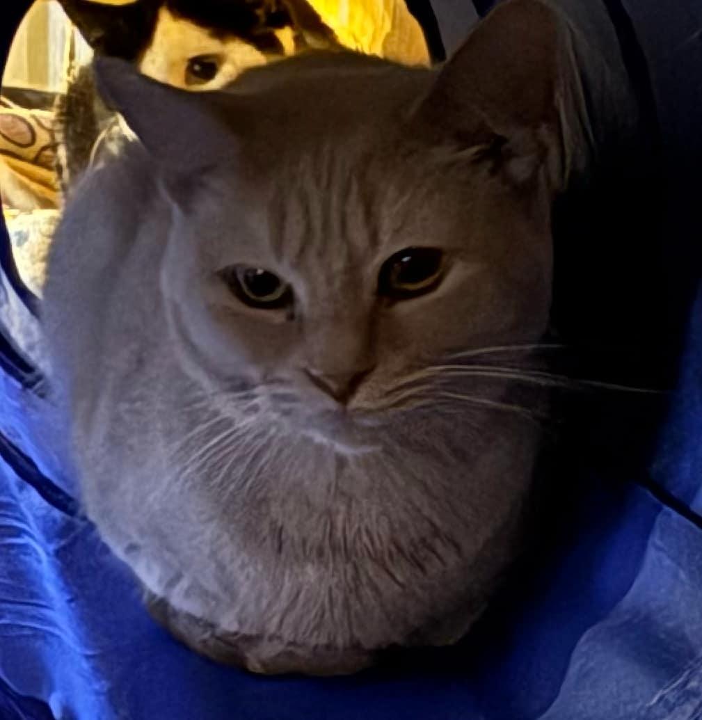 Enlarge Bandy, a Adoptable Domestic Short Hair in Springfield, IL image 4/4