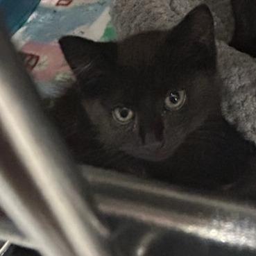 Enlarge ACON-Stray-14519_2_3, a Adoptable Domestic Short Hair in Carlyle, IL image 1/1
