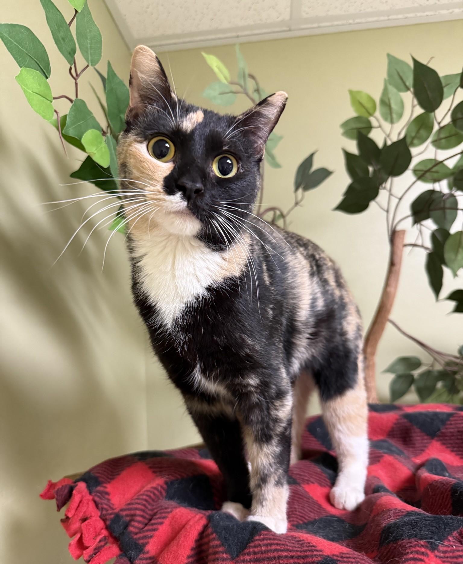 Pepper, adopted, Adult Female Domestic Short Hair.