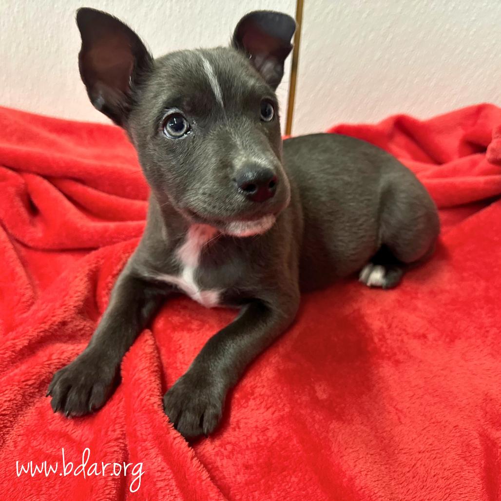Alice, Adoptable, Puppy Female Australian Cattle Dog / Blue Heeler & Mixed Breed.