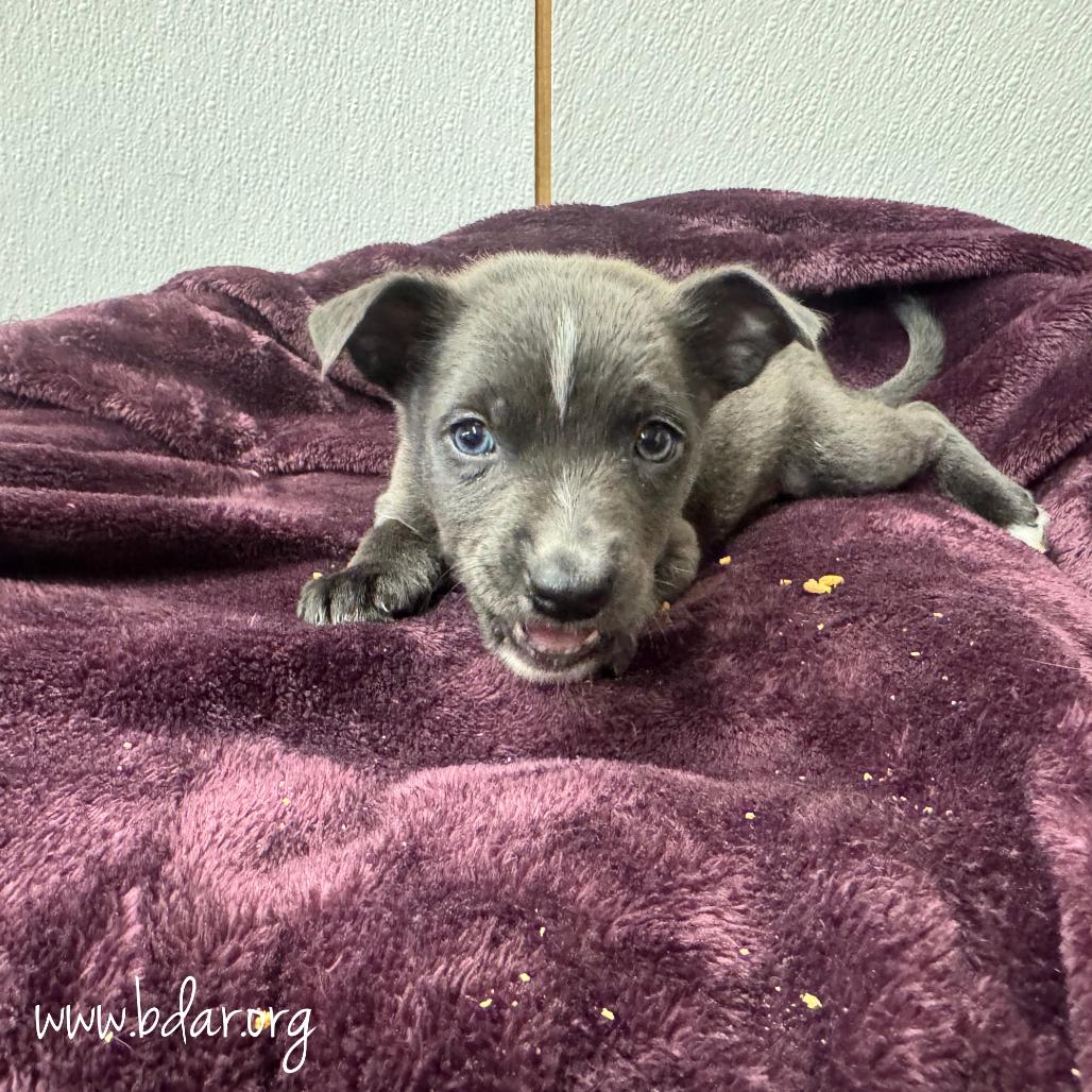 Alice, Adoptable, Puppy Female Australian Cattle Dog / Blue Heeler & Mixed Breed.
