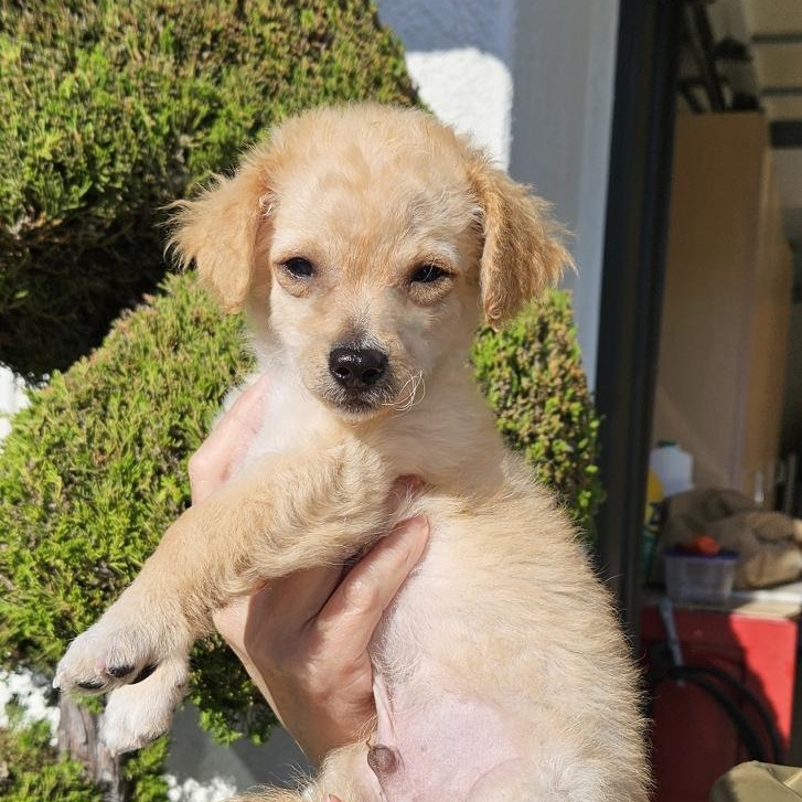 Leo, an adopted mixed breed in Van Nuys, CA image 3/6
