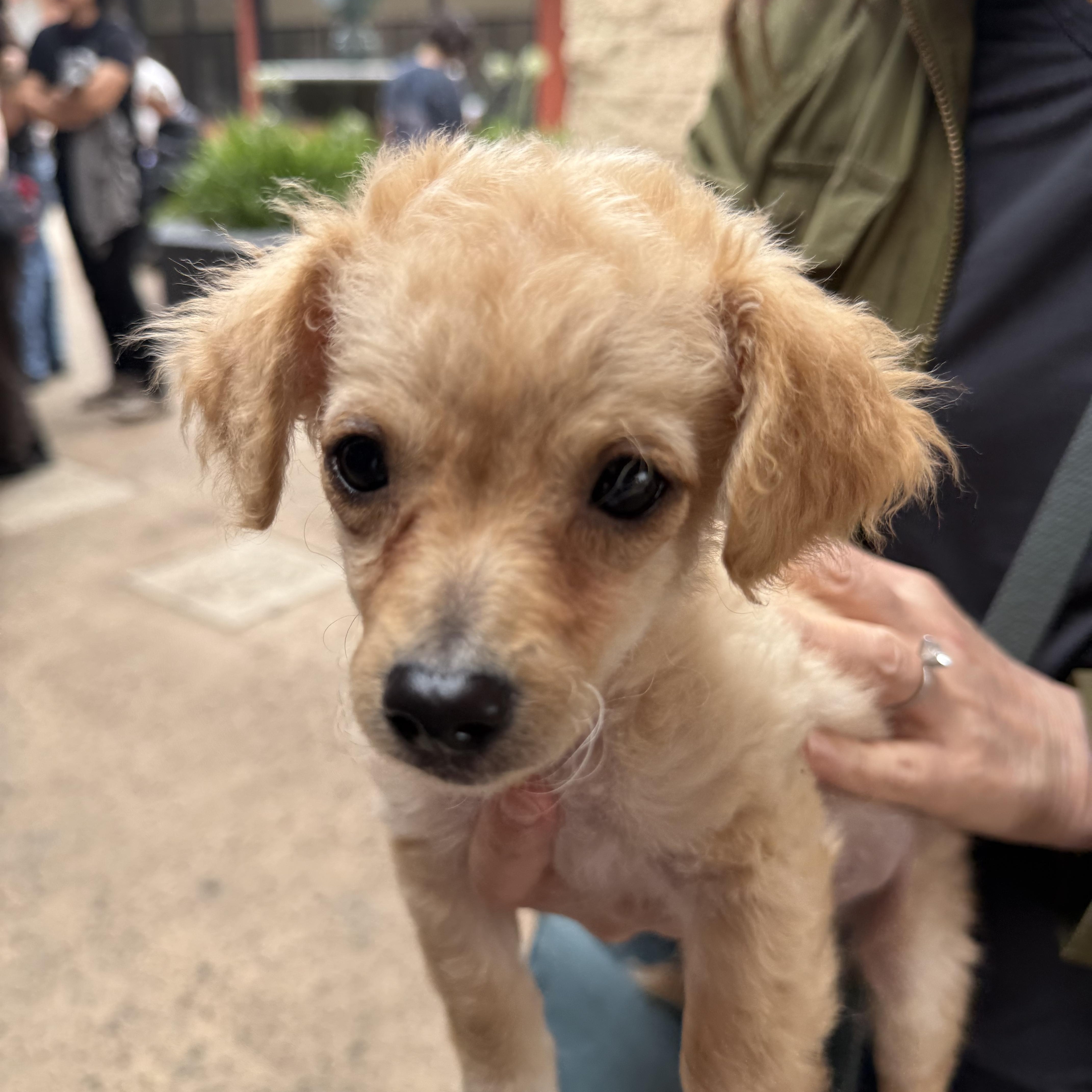 Leo, an adopted mixed breed in Van Nuys, CA image 5/6