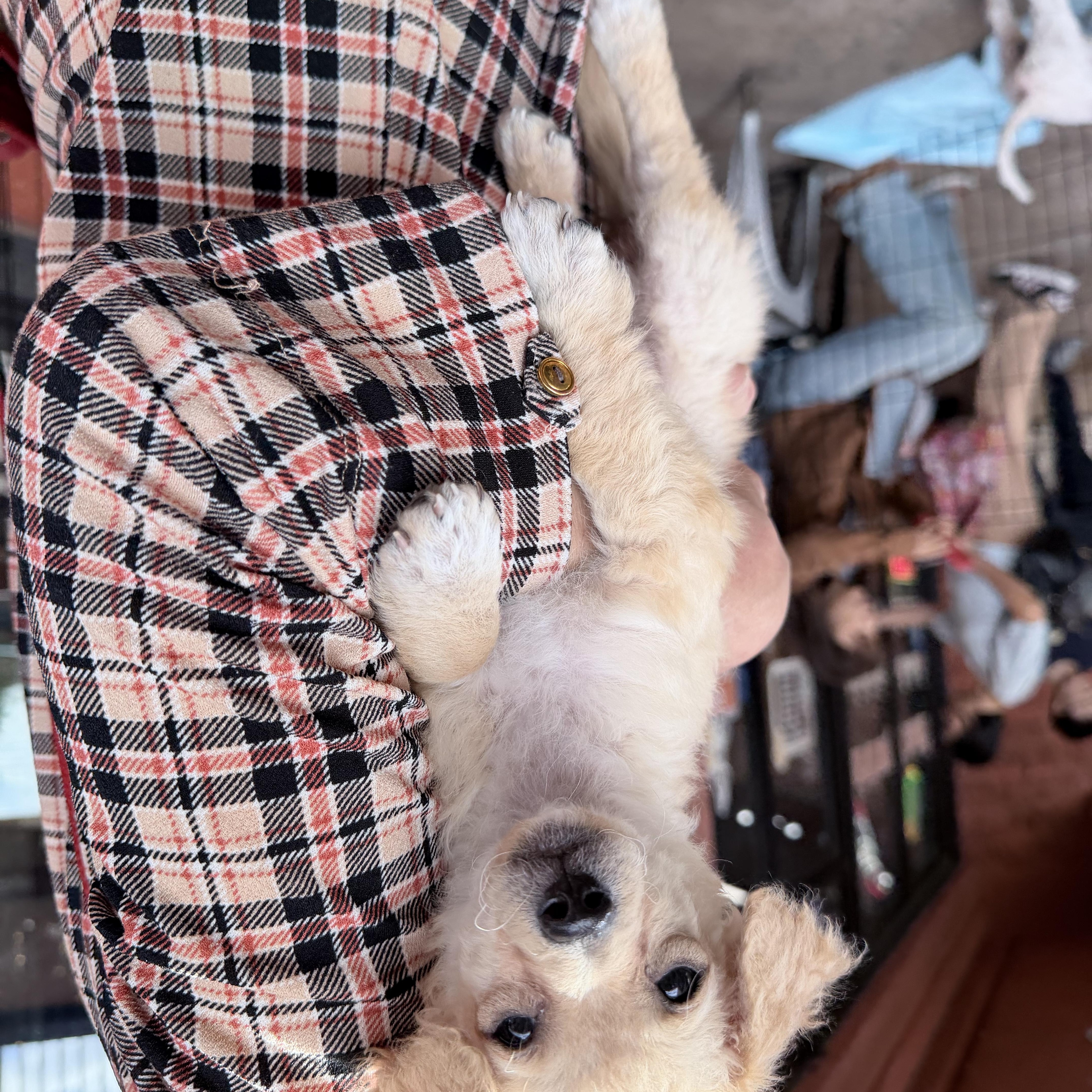 Leo, an adopted mixed breed in Van Nuys, CA image 6/6