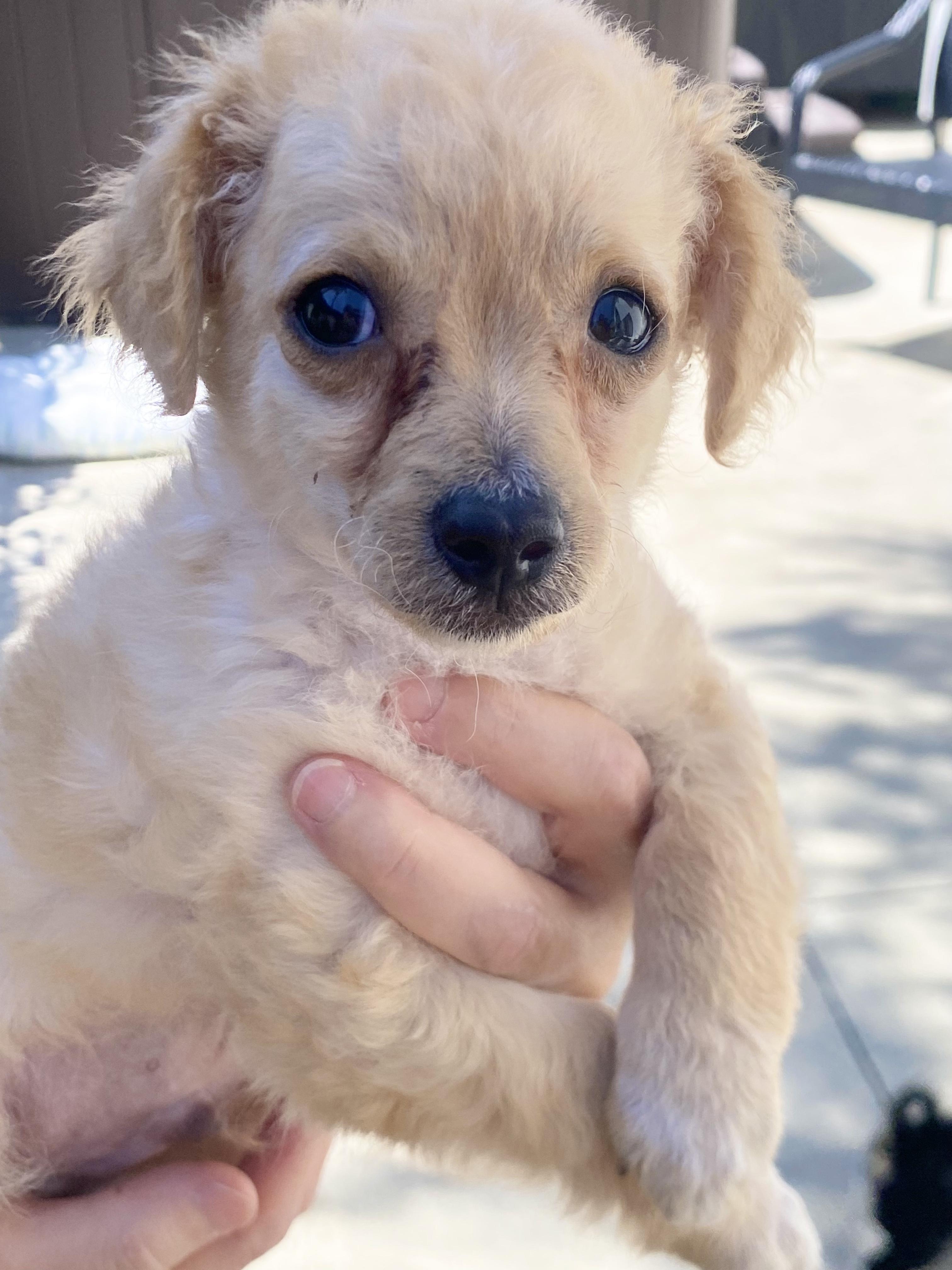 Leo, an adopted mixed breed in Van Nuys, CA image 1/6