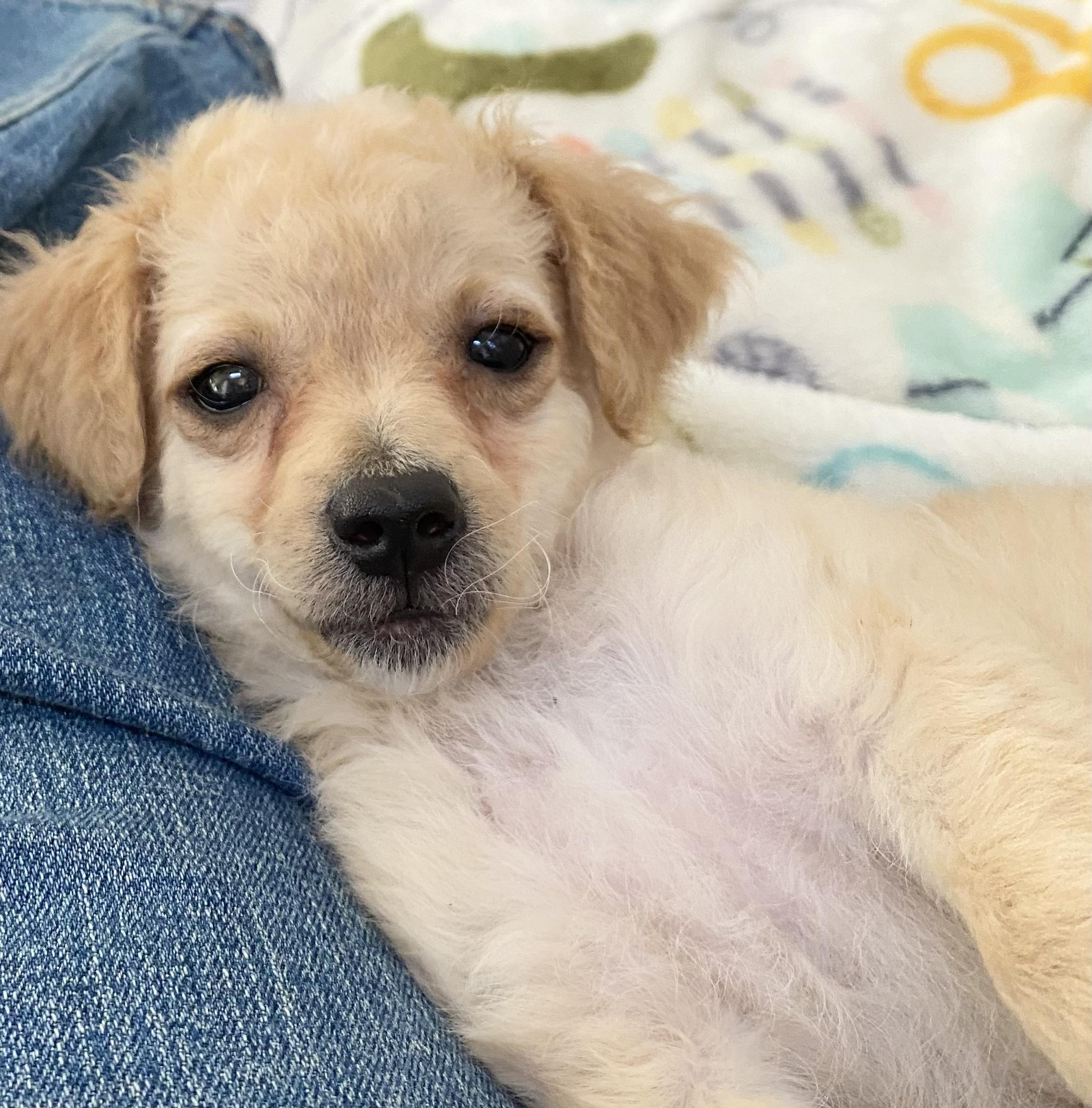 Leo, an adopted mixed breed in Van Nuys, CA image 4/6