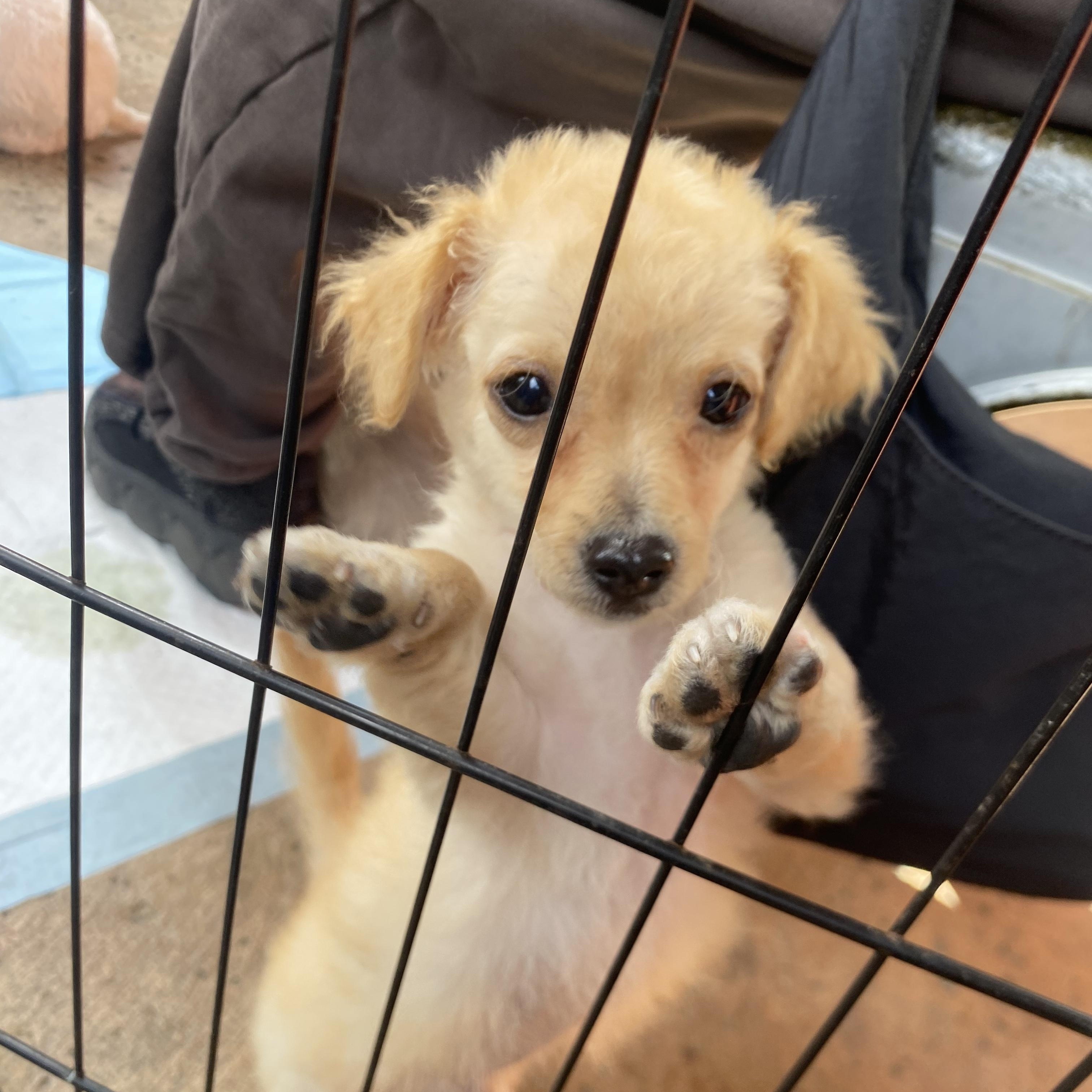 Leo, an adopted mixed breed in Van Nuys, CA image 2/6