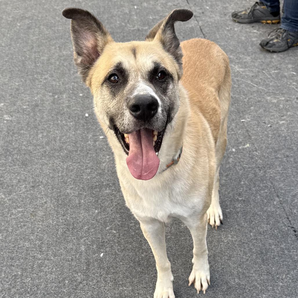 Preston, Adoptable, Adult Male German Shepherd Dog & Husky.