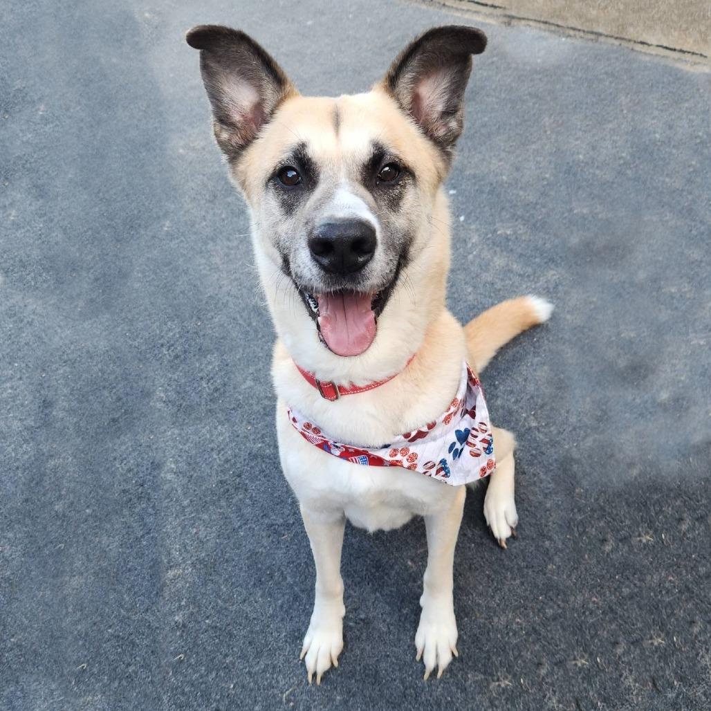 Enlarge Preston, a Adoptable mixed breed in Cleveland, TN image 2/2