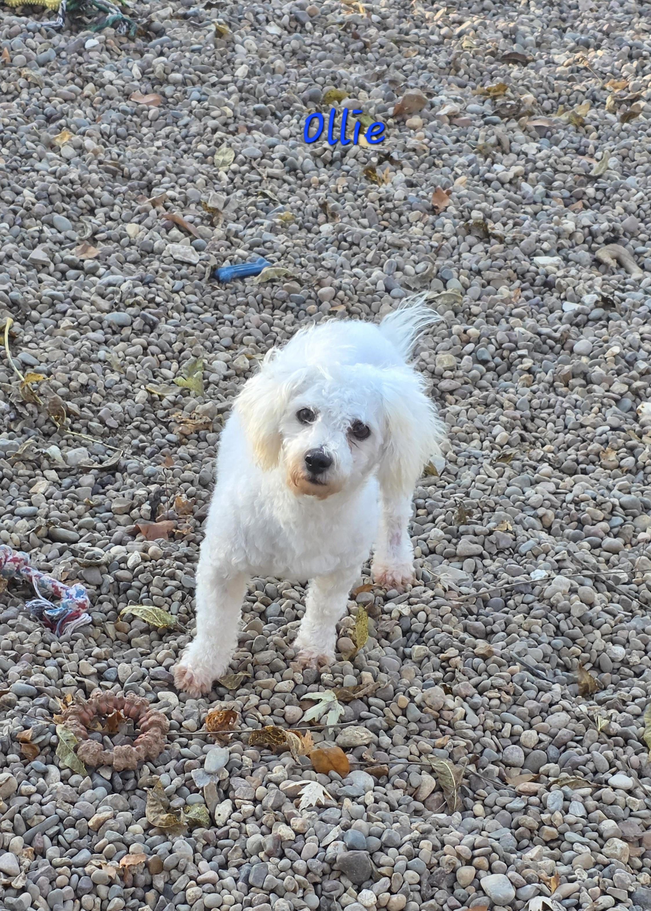 Enlarge Ollie, a Adoptable Bichon Frise in Wever, IA image 4/5