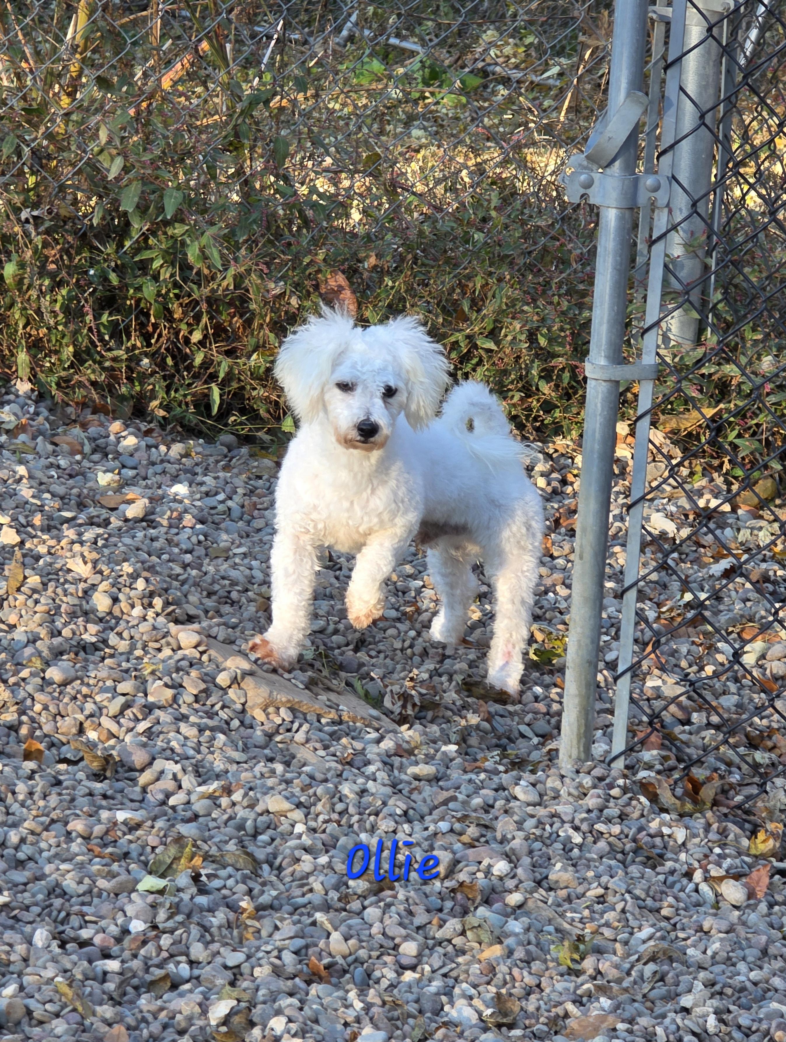 Enlarge Ollie, a Adoptable Bichon Frise in Wever, IA image 1/5