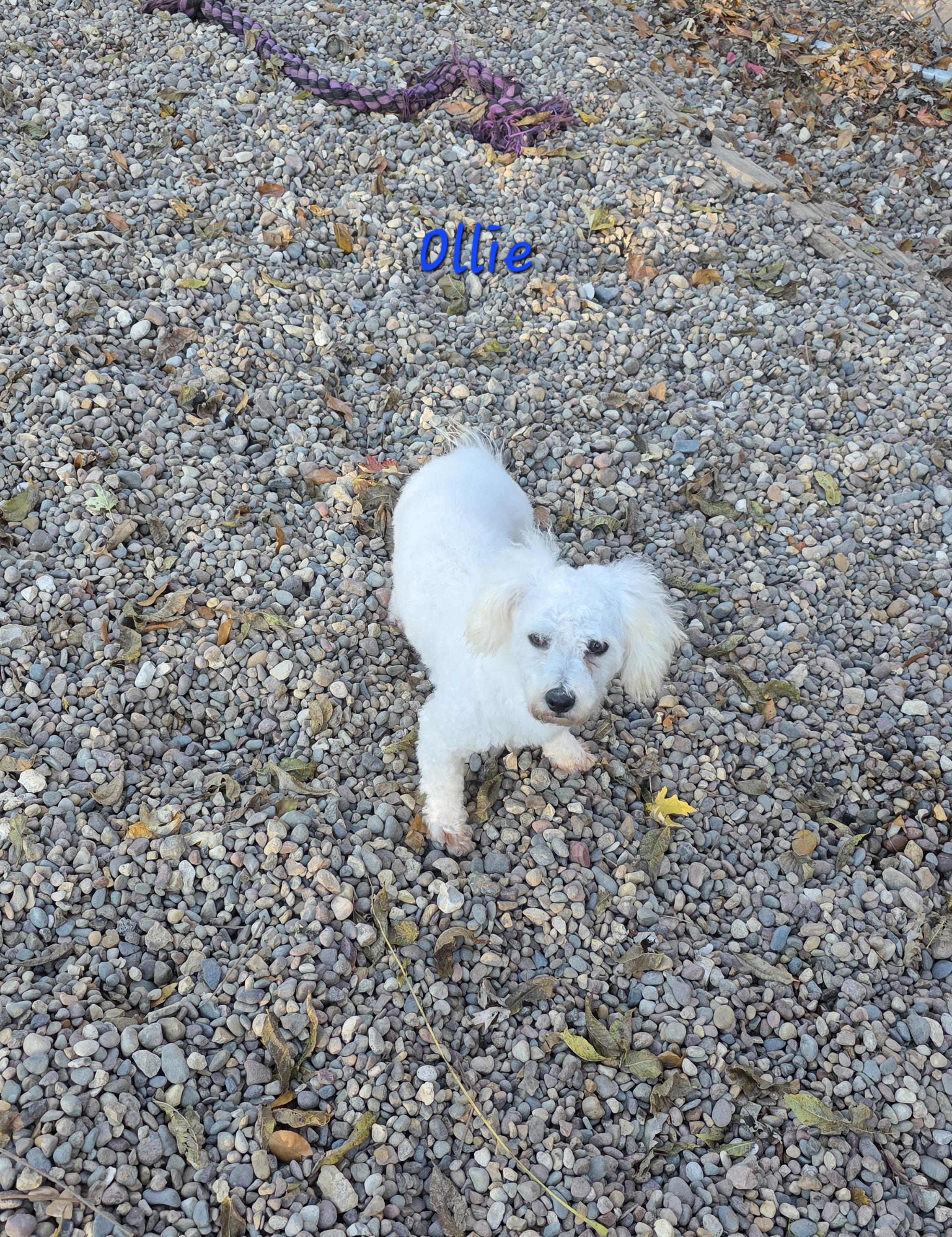 Enlarge Ollie, a Adoptable Bichon Frise in Wever, IA image 2/5