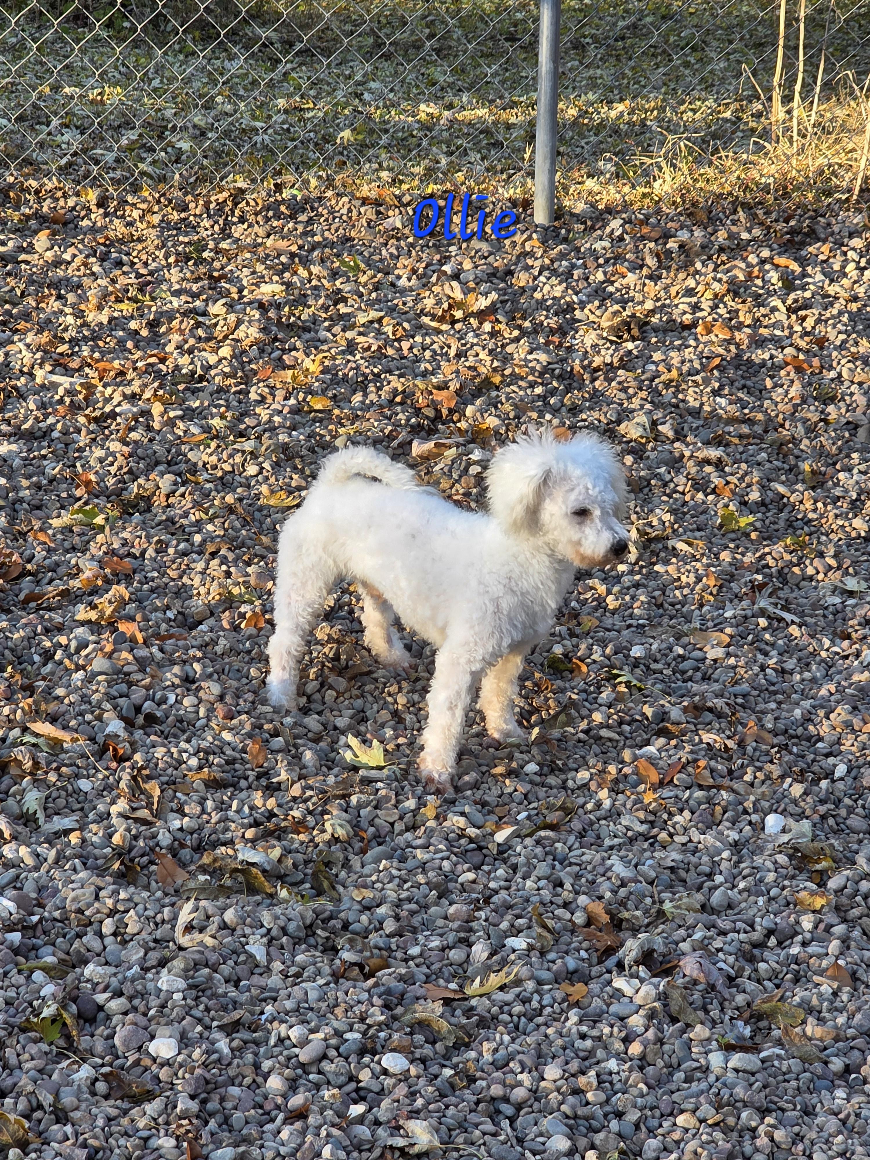 Enlarge Ollie, a Adoptable Bichon Frise in Wever, IA image 3/5