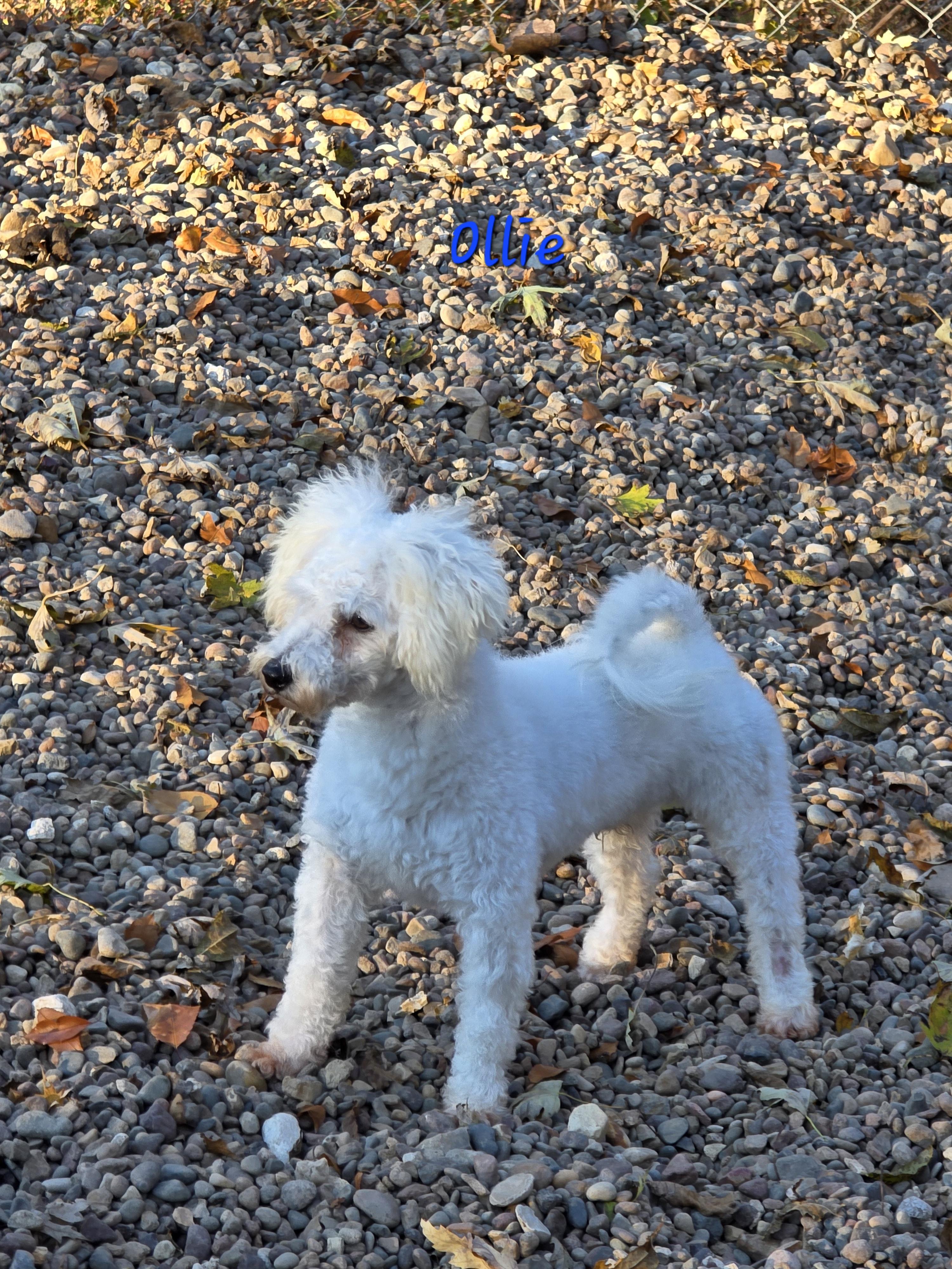 Enlarge Ollie, a Adoptable Bichon Frise in Wever, IA image 5/5
