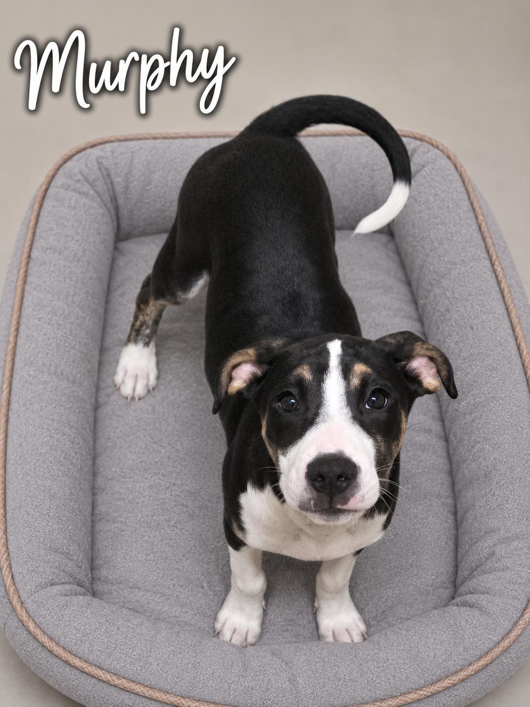 Murphy, adoptable, Puppy Male Terrier.