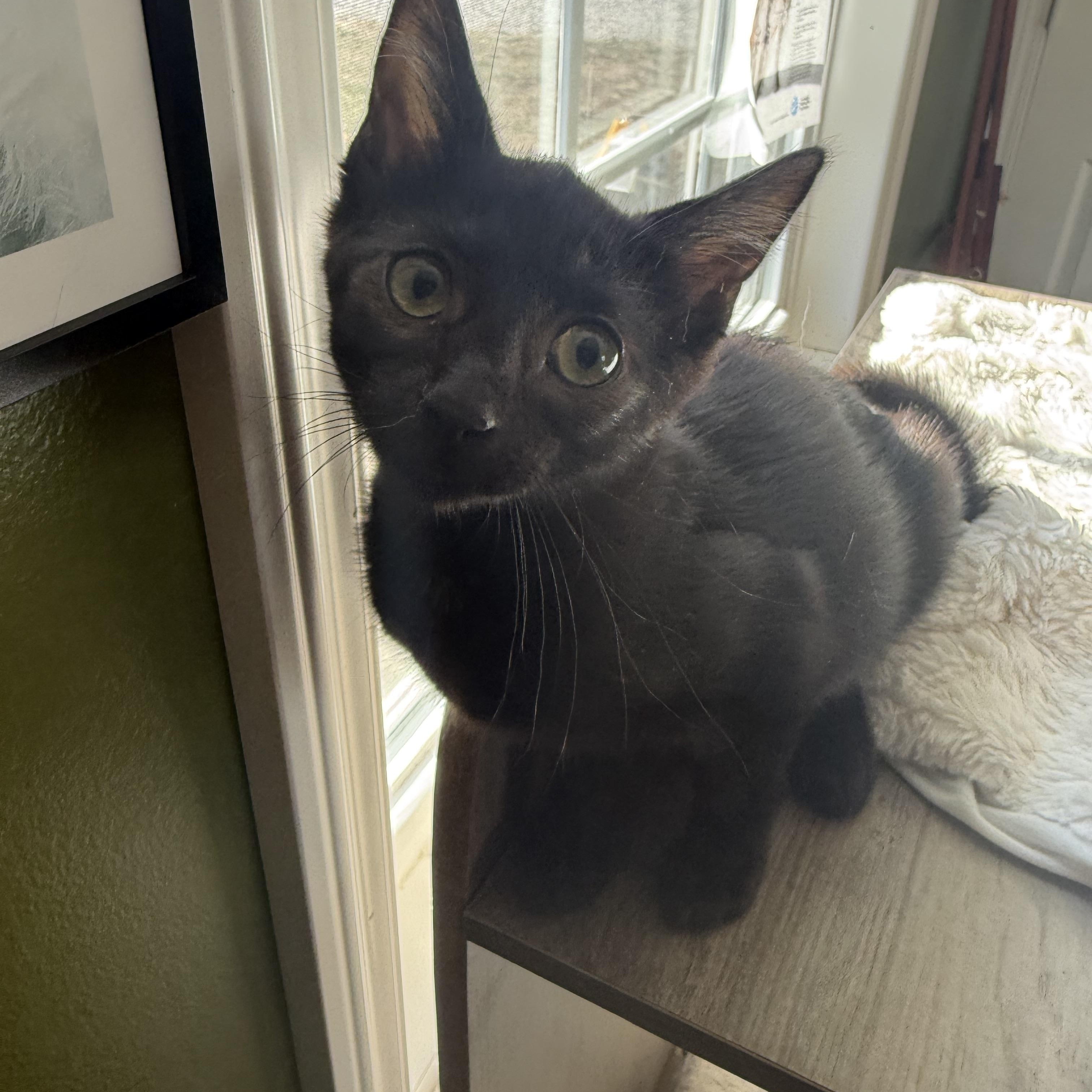 Stormy , ADOPTABLE, Kitten Female Domestic Short Hair.