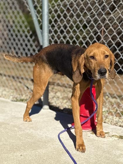Enlarge Rambo, a Adoptable mixed breed in King William, VA image 1/6