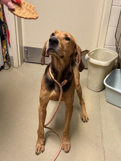 Rambo, Adoptable, Adult Male Hound & Mixed Breed.