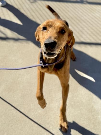 Rambo, a Adoptable mixed breed in King William, VA image 3/3