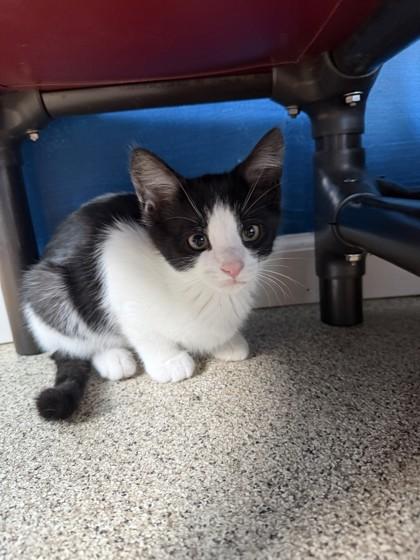Yosemite, Adoptable, Kitten Male Domestic Short Hair.