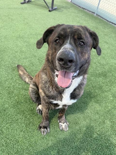 Enlarge TEDDY BEAR, a Adoptable mixed breed in Castaic, CA image 1/1