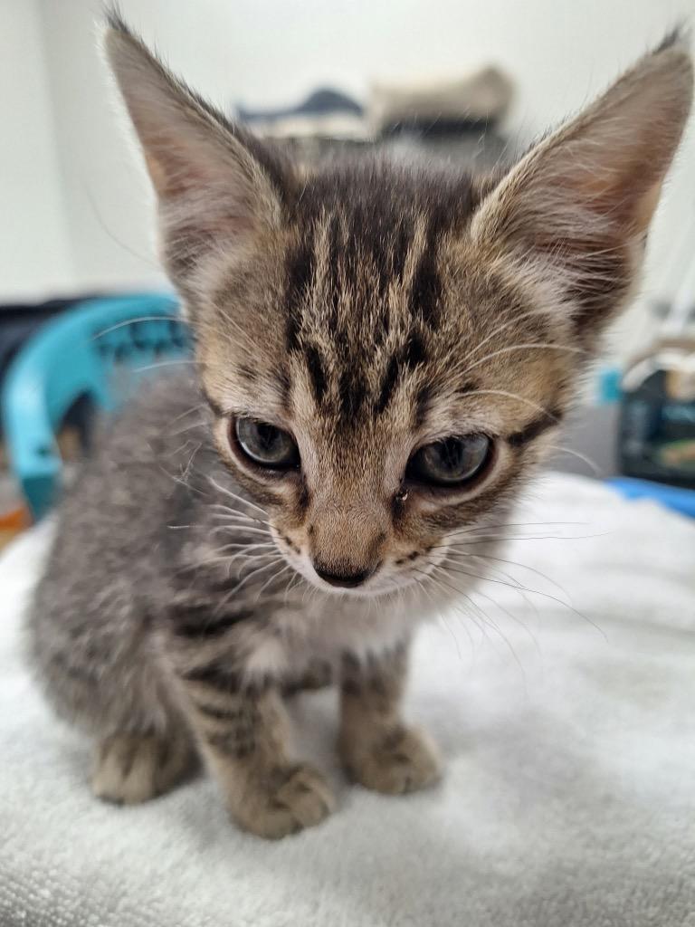 Enlarge Tina, a Adopted Tabby in Grand Junction, CO image 1/1