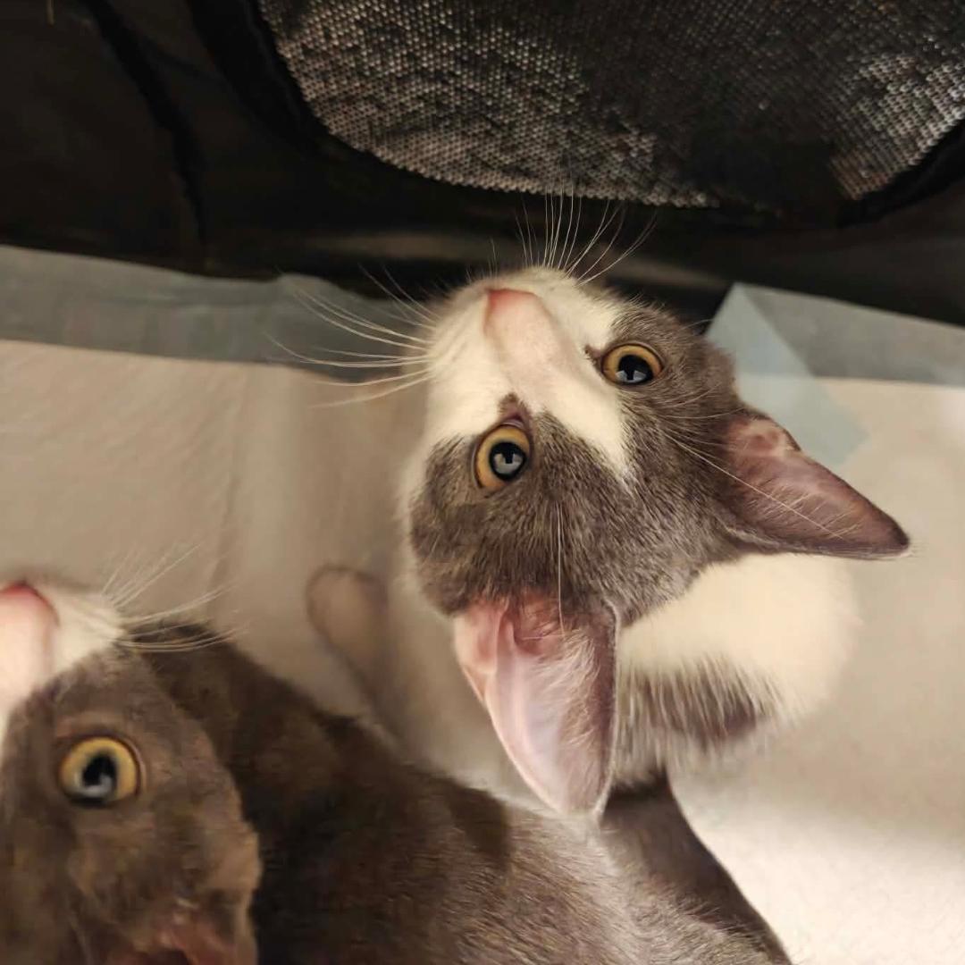 Haze & Fog - Sweetest Sisters, an adopted Domestic Short Hair in Forest Hills, NY image 2/6