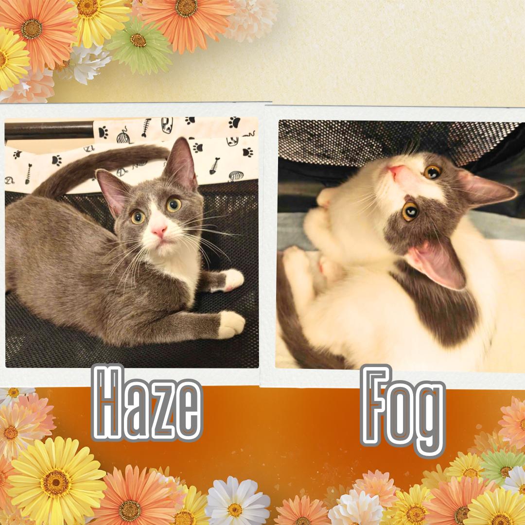 Haze & Fog - Sweetest Sisters, adopted, Kitten Female Domestic Short Hair.
